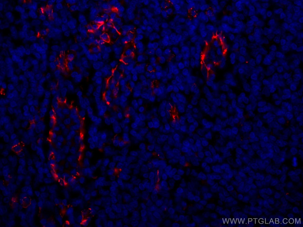 CoraLite®594-conjugated CD31 Polyclonal antibody