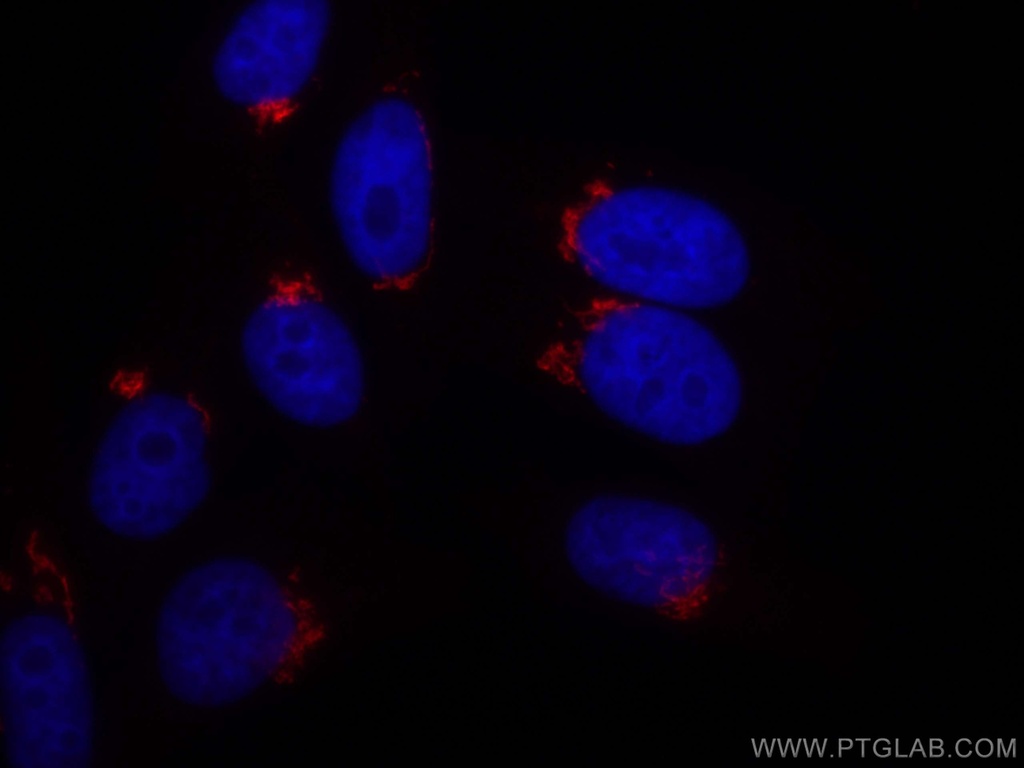 CoraLite®594-conjugated GOLGA2/GM130 Polyclonal antibody