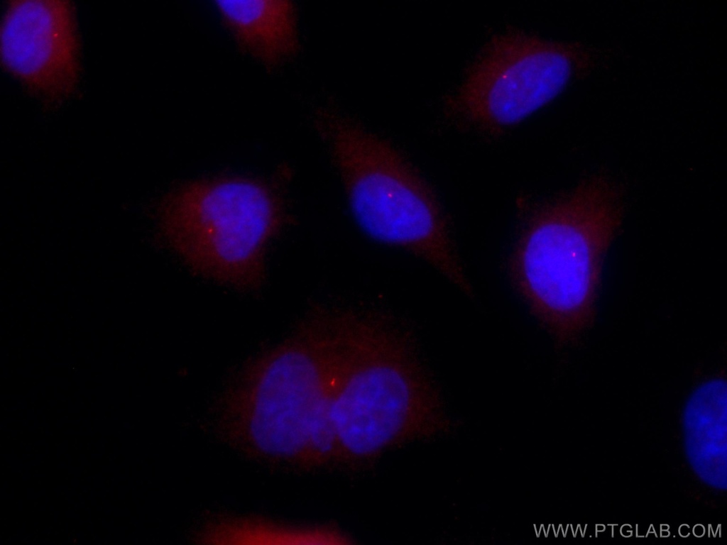 CoraLite®594-conjugated FBF1 Polyclonal antibody