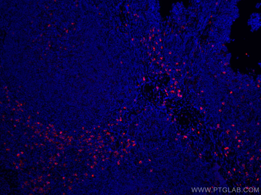 CoraLite®594-conjugated IgG Lambda Light Chain Polyclonal antibody