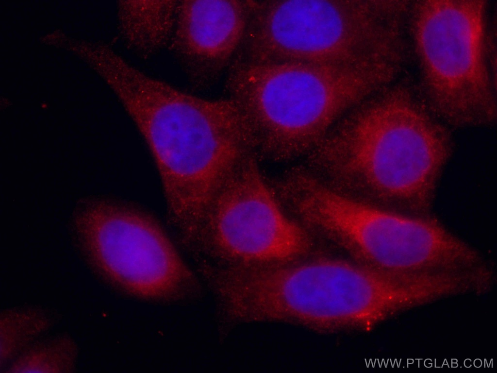CoraLite®594-conjugated GRP78/BIP Polyclonal antibody