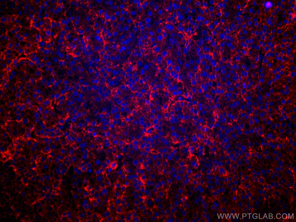 CoraLite®594-conjugated ASGR1 Polyclonal antibody
