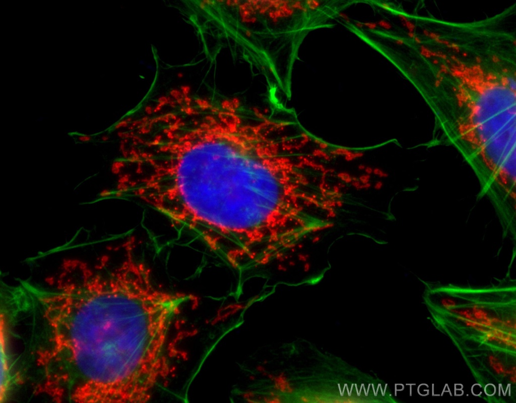 CoraLite®594-conjugated TOM20 Polyclonal antibody