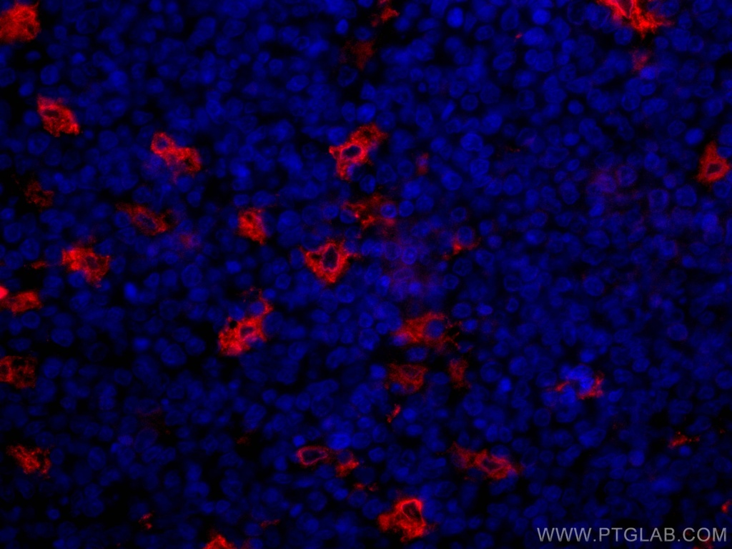 CoraLite®594-conjugated TIMD4 Polyclonal antibody