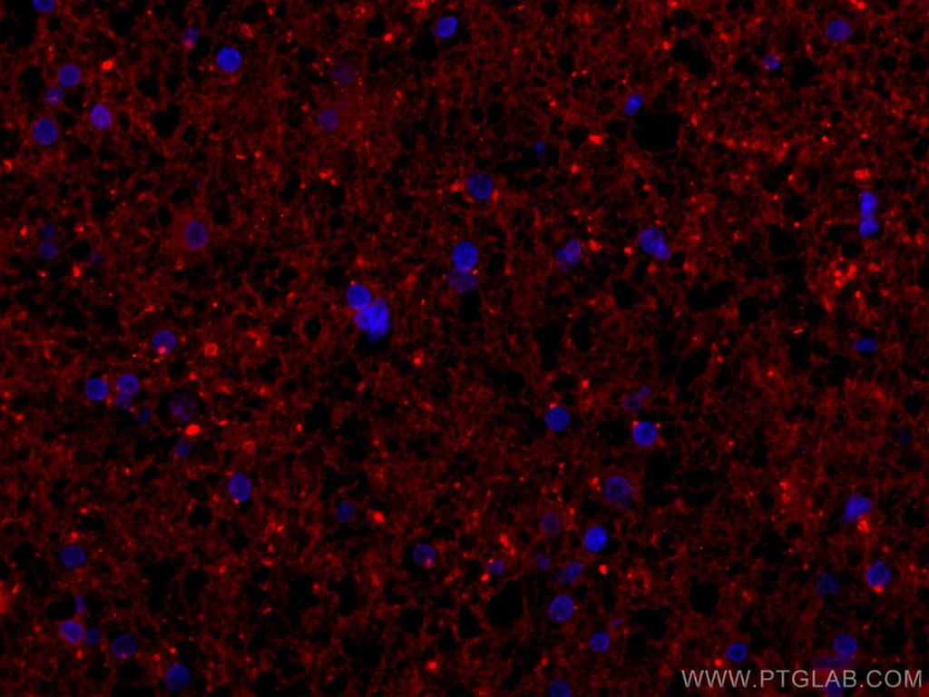 CoraLite®594-conjugated Mu Crystallin Polyclonal antibody