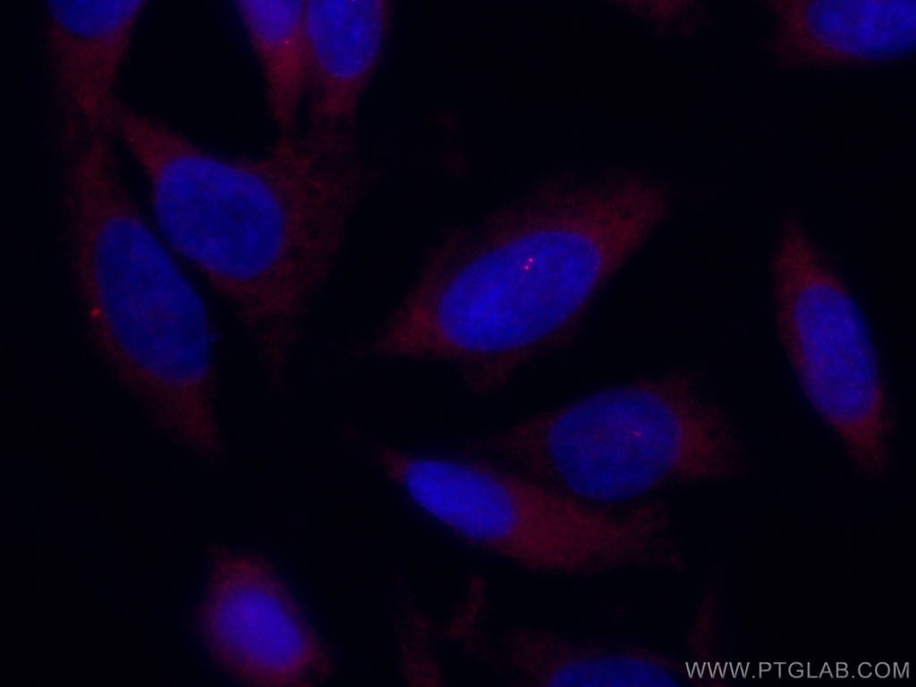 CoraLite®594-conjugated CP110 Polyclonal antibody