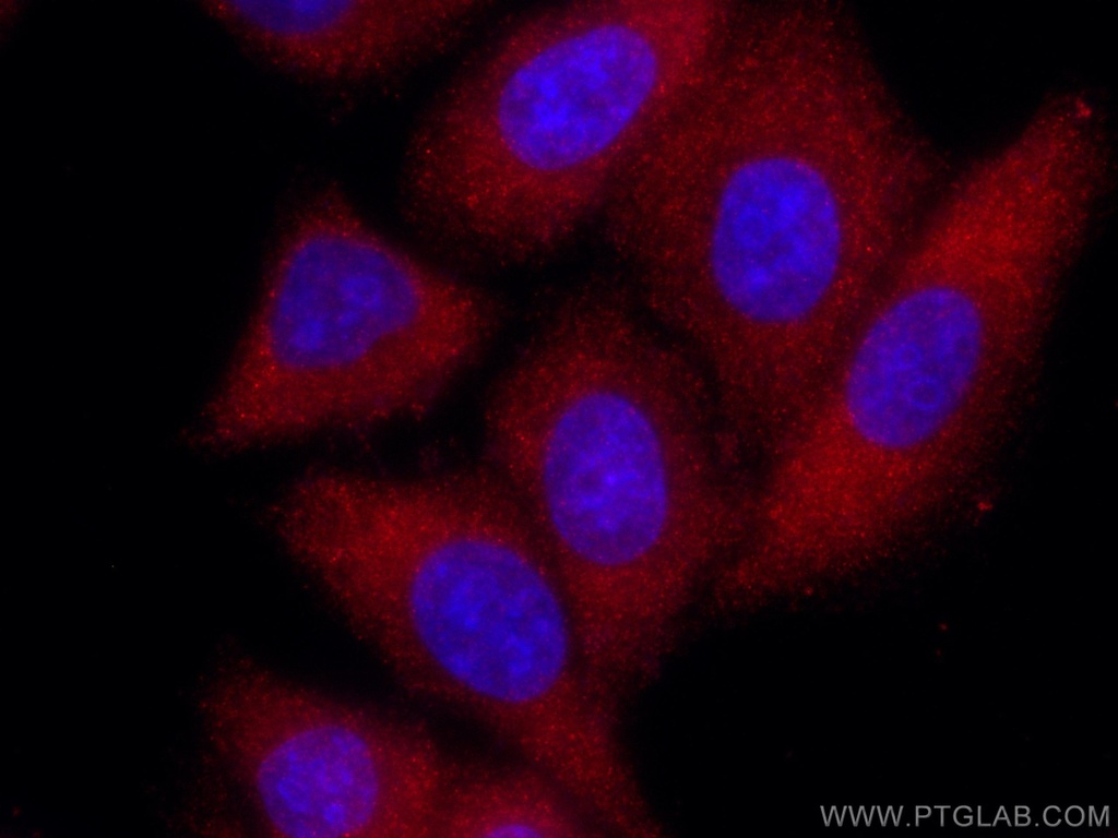CoraLite®594-conjugated TFEB Polyclonal antibody