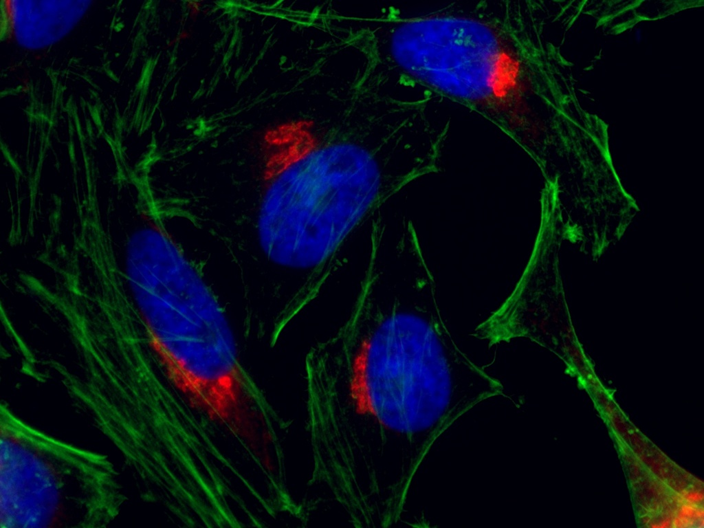 CoraLite®594-conjugated p115, USO1 Polyclonal antibody
