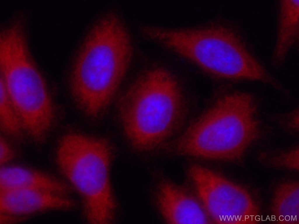CoraLite®594-conjugated Spartin, SPG20 Polyclonal antibody