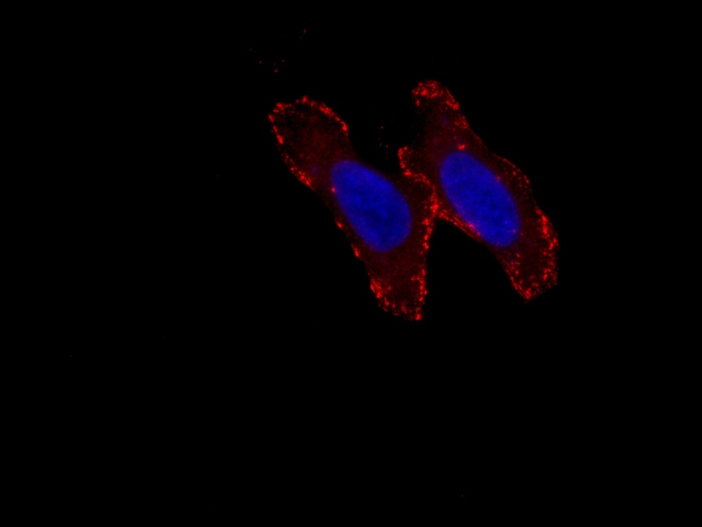 CoraLite®594-conjugated Liprin Alpha 1 Polyclonal antibody