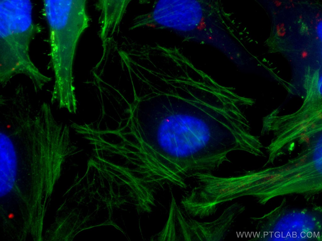 CoraLite®594-conjugated CEP250/CNAP1 Polyclonal antibody