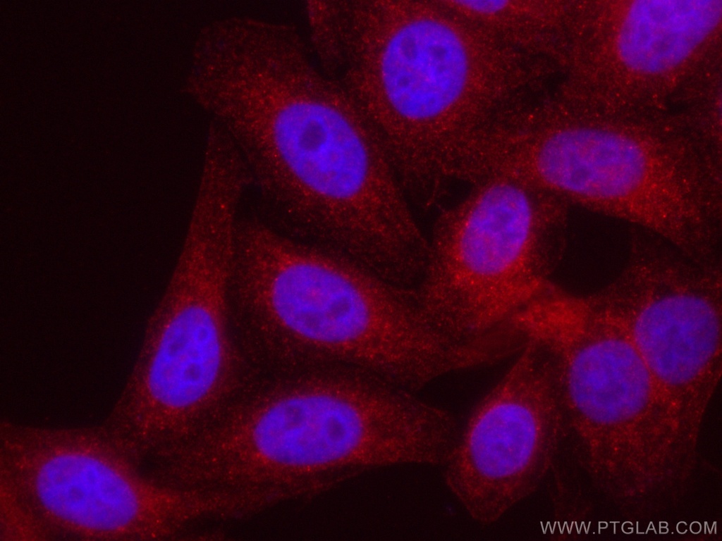 CoraLite®594-conjugated RBPMS Polyclonal antibody