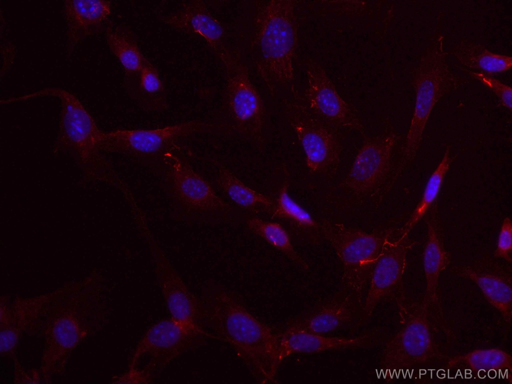 CoraLite®594-conjugated Fibronectin Polyclonal antibody