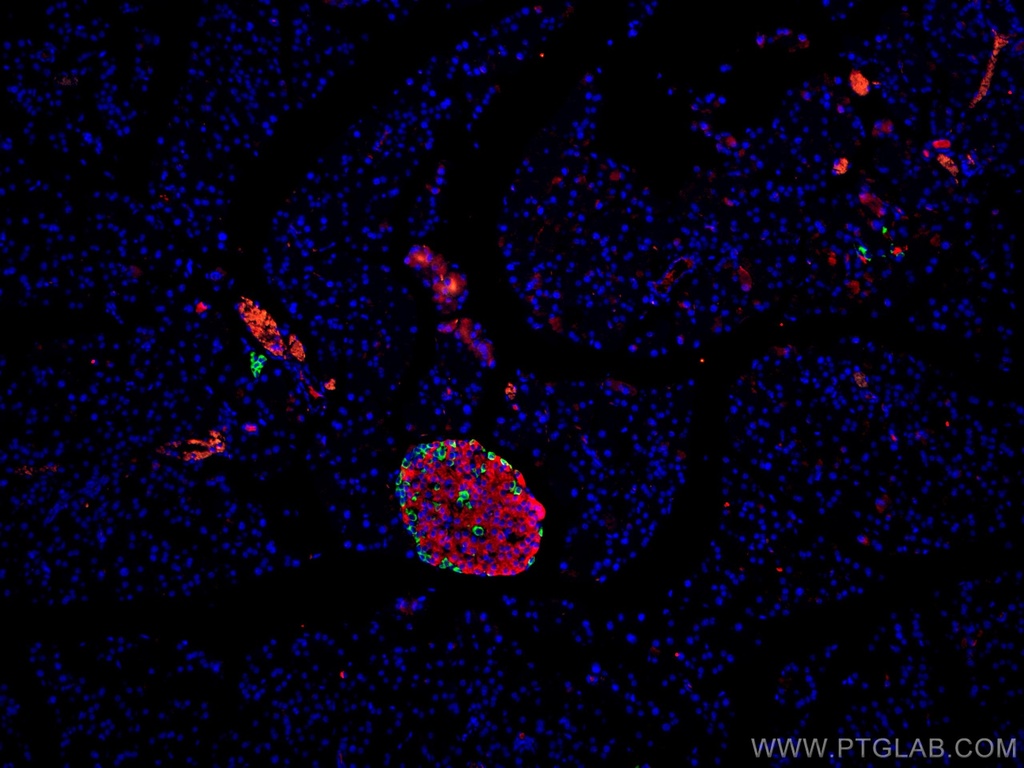 CoraLite®594-conjugated INS Polyclonal antibody