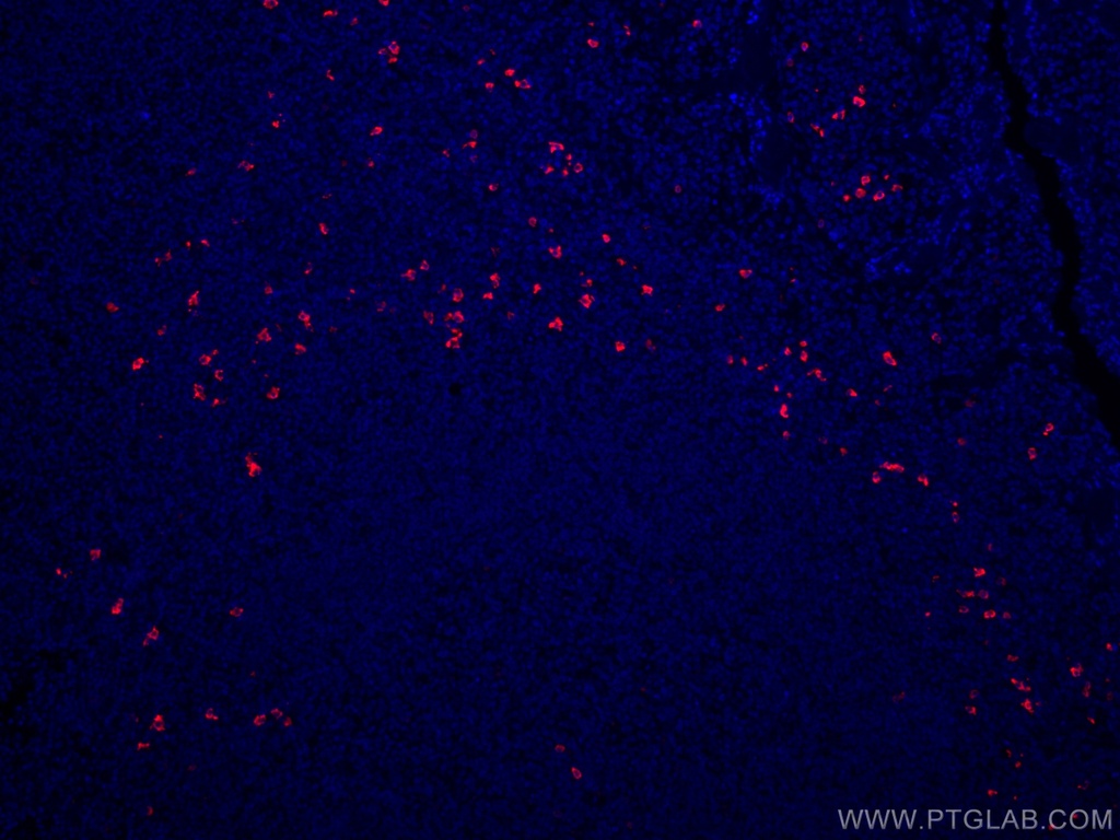 CoraLite®®594-conjugated IGHD Polyclonal antibody