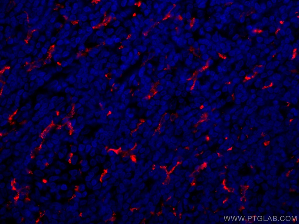 CoraLite®594-conjugated CD163 Polyclonal antibody