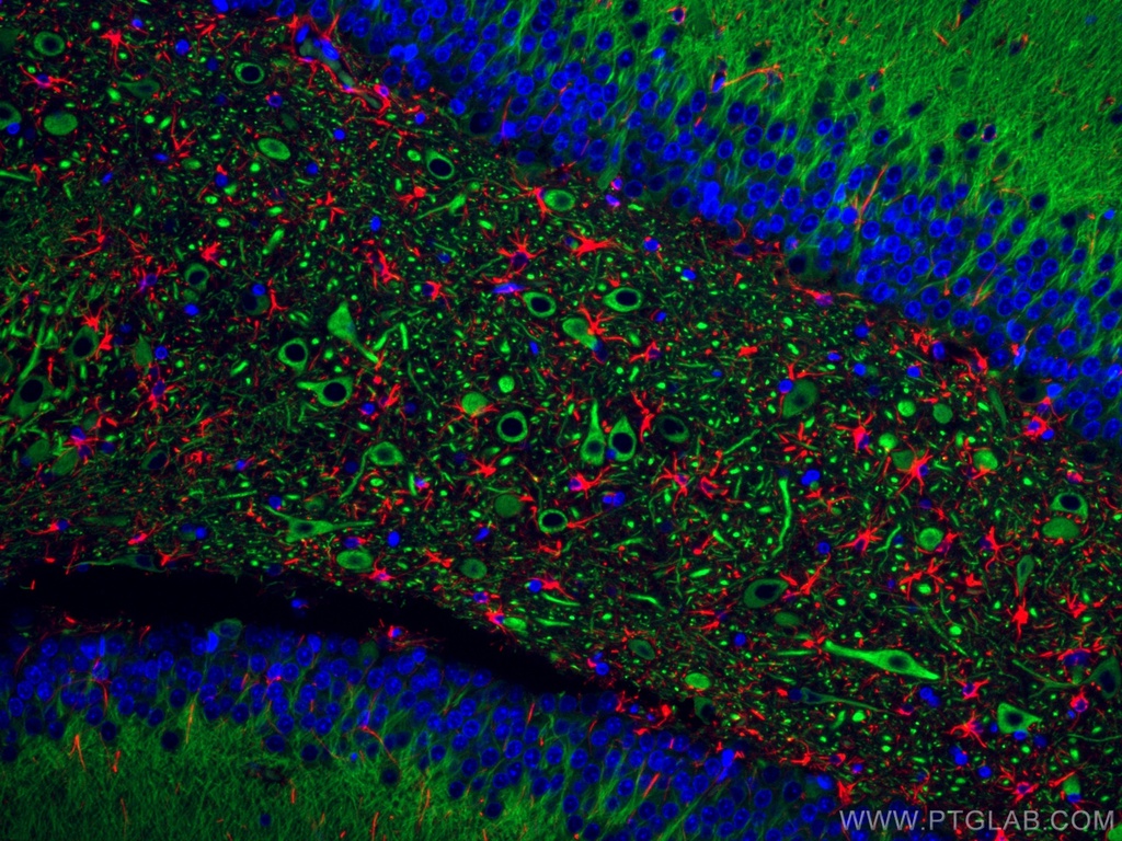 CoraLite®594-conjugated GFAP Polyclonal antibody