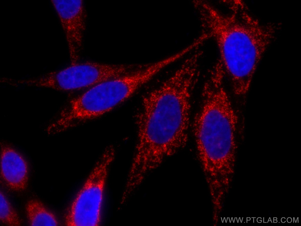 CoraLite®594-conjugated MFF Polyclonal antibody