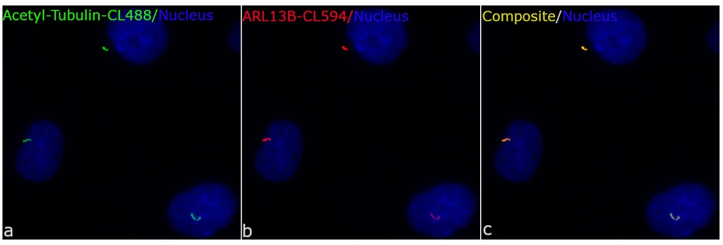 CoraLite®594-conjugated ARL13B Polyclonal antibody