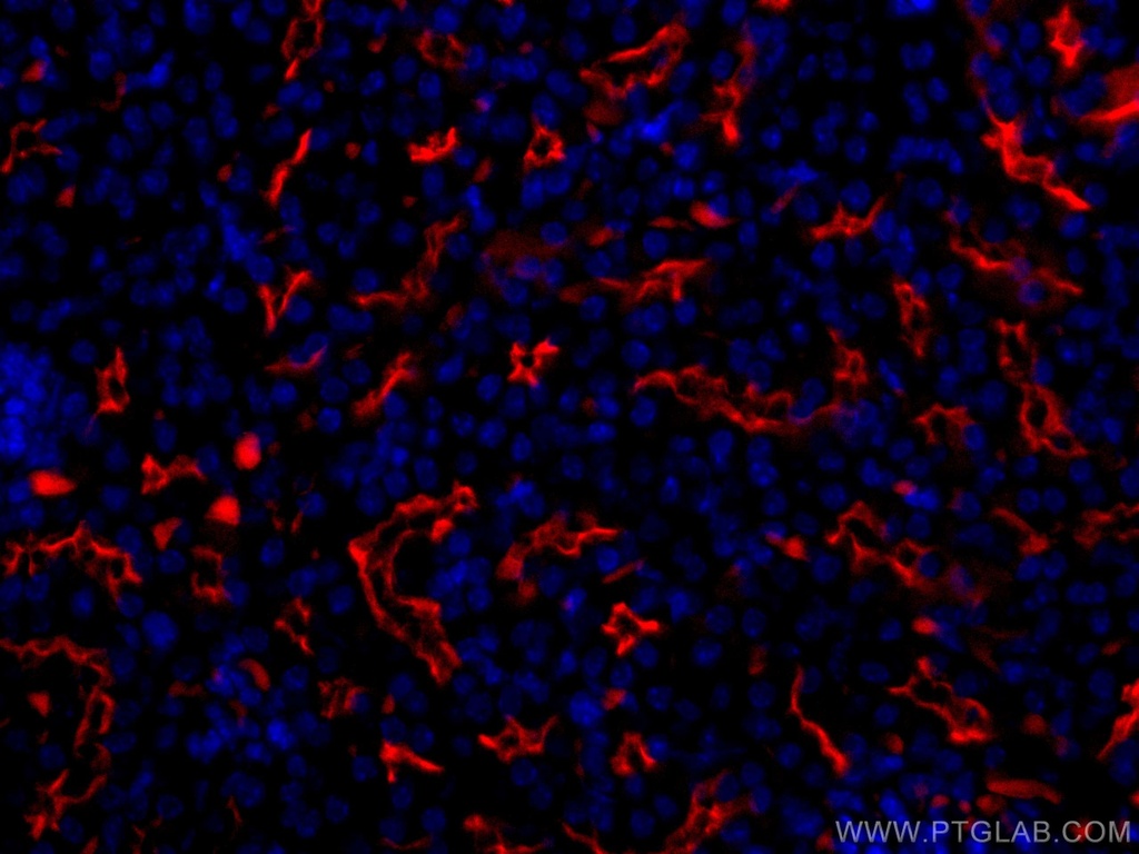 CoraLite®594-conjugated CD133 Polyclonal antibody