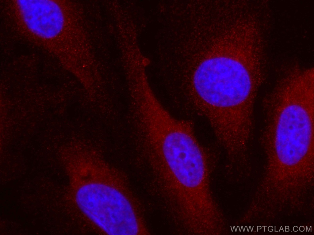 CoraLite®594-conjugated VEGF Polyclonal antibody