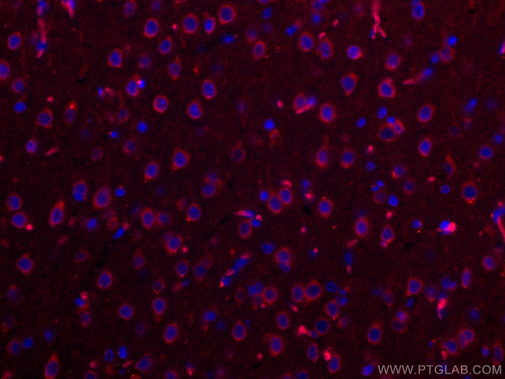 CoraLite®594-conjugated Nestin Polyclonal antibody