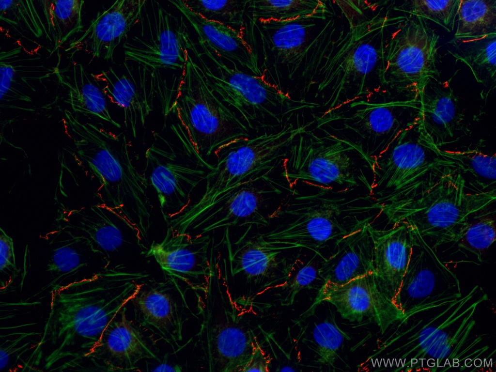 CoraLite®594-conjugated ZO-1 Polyclonal antibody