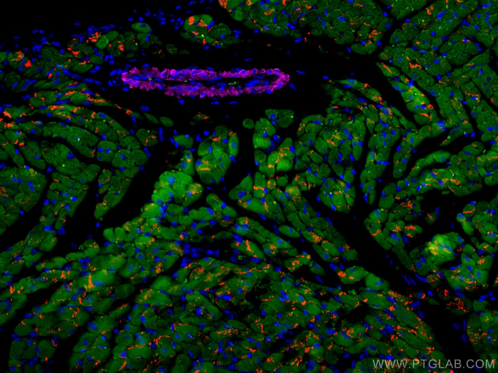 CoraLite®594-conjugated N-cadherin Polyclonal antibody