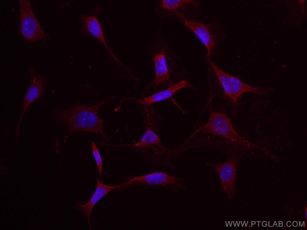 CoraLite®594-conjugated Osteocalcin Polyclonal antibody