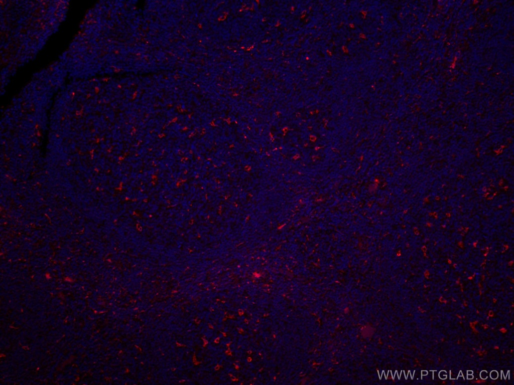 CoraLite®594-conjugated CD68 Polyclonal antibody