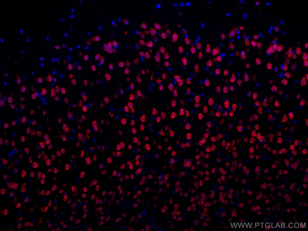 CoraLite®594-conjugated NeuN Polyclonal antibody