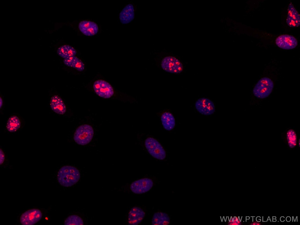 CoraLite®594-conjugated KI67 Polyclonal antibody