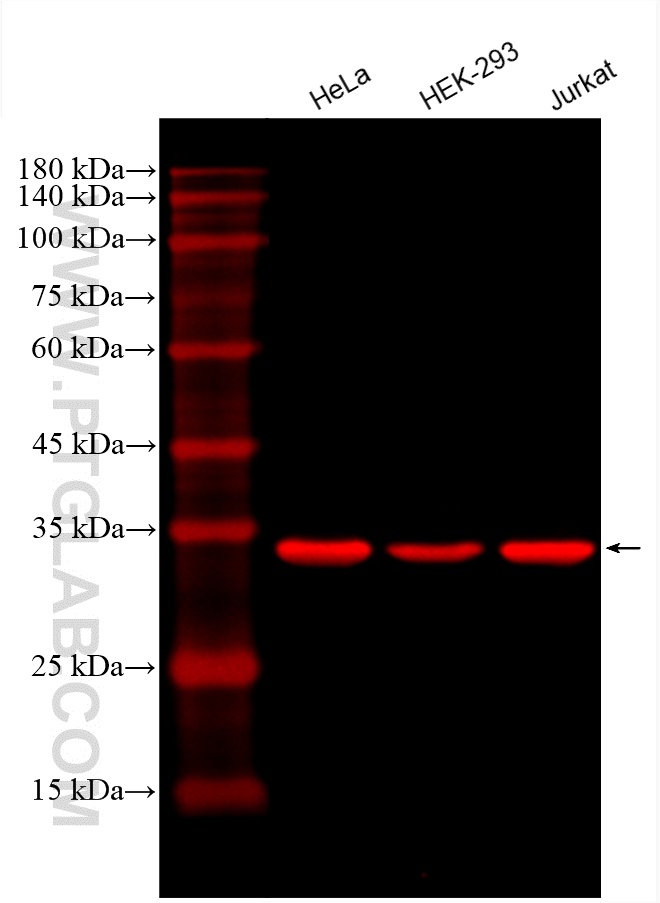CoraLite®594-conjugated GAPDH Monoclonal antibody