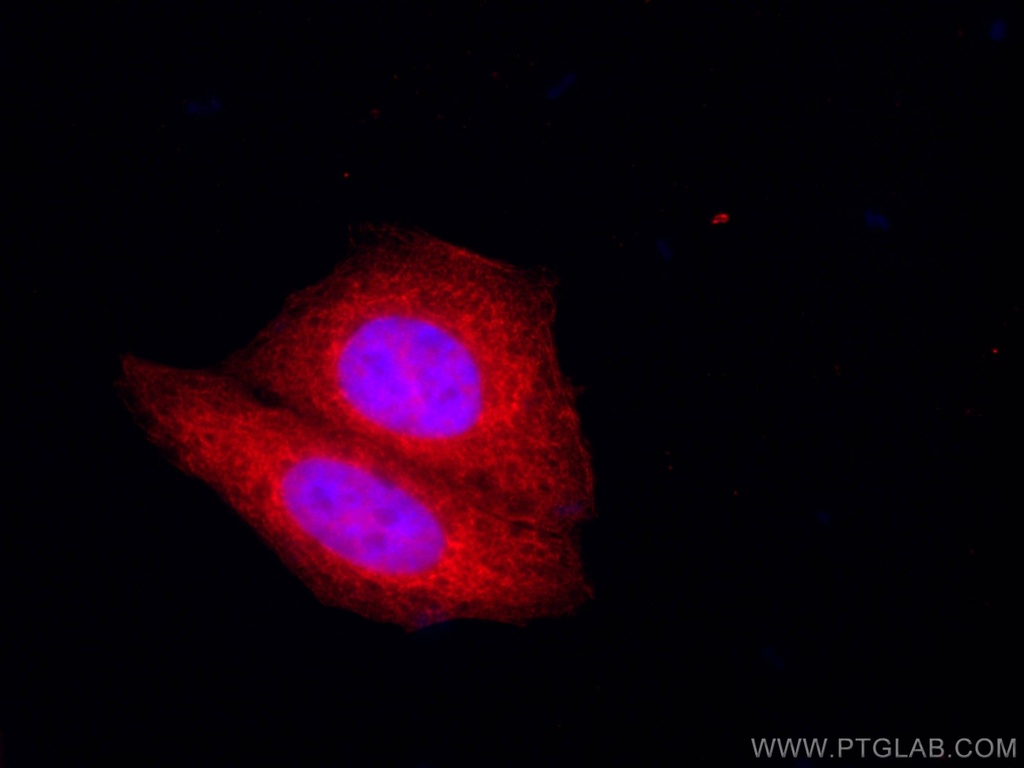 CoraLite®594-conjugated GRP94 Monoclonal antibody