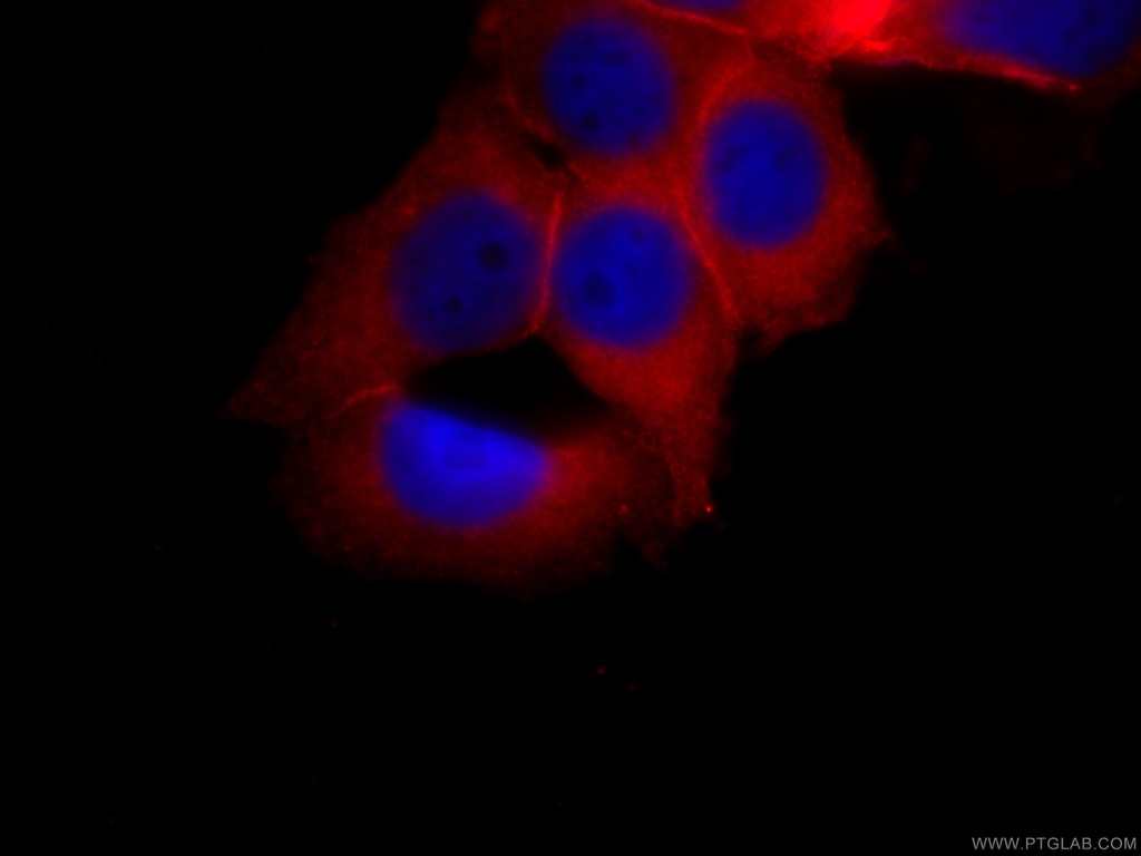 CoraLite®594-conjugated Annexin A2 Monoclonal antibody