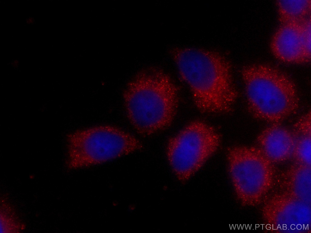CoraLite®594-conjugated PLOD3 Monoclonal antibody