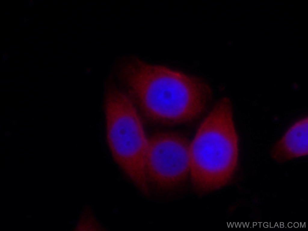 CoraLite®594-conjugated Follistatin Monoclonal antibody