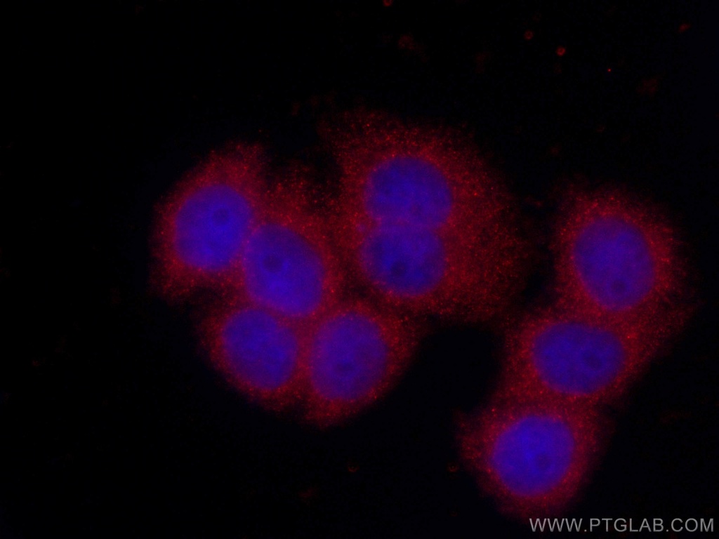CoraLite®594-conjugated Stanniocalcin 2 Monoclonal antibody