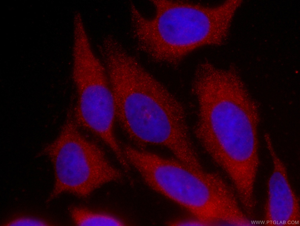 CoraLite®594-conjugated GDI2 Monoclonal antibody