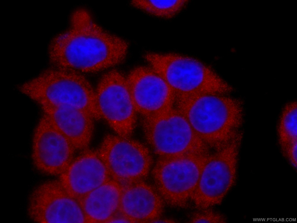 CoraLite®594-conjugated BORIS Monoclonal antibody