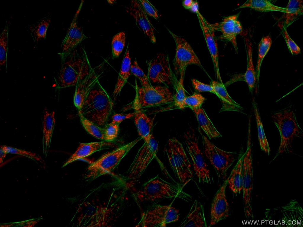 CoraLite®594-conjugated ITM2C Monoclonal antibody