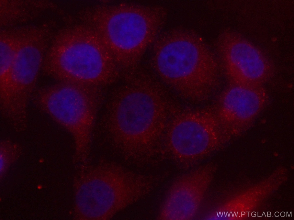 CoraLite®594-conjugated GSTO1 Monoclonal antibody