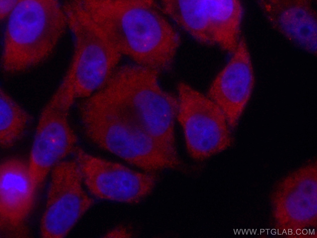 CoraLite®594-conjugated SMN (Human,Mouse,Rat) Monoclonal antibody