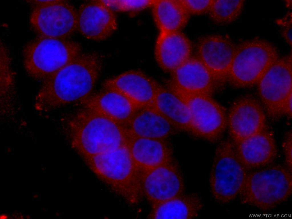 CoraLite®594-conjugated PCMT1 Monoclonal antibody