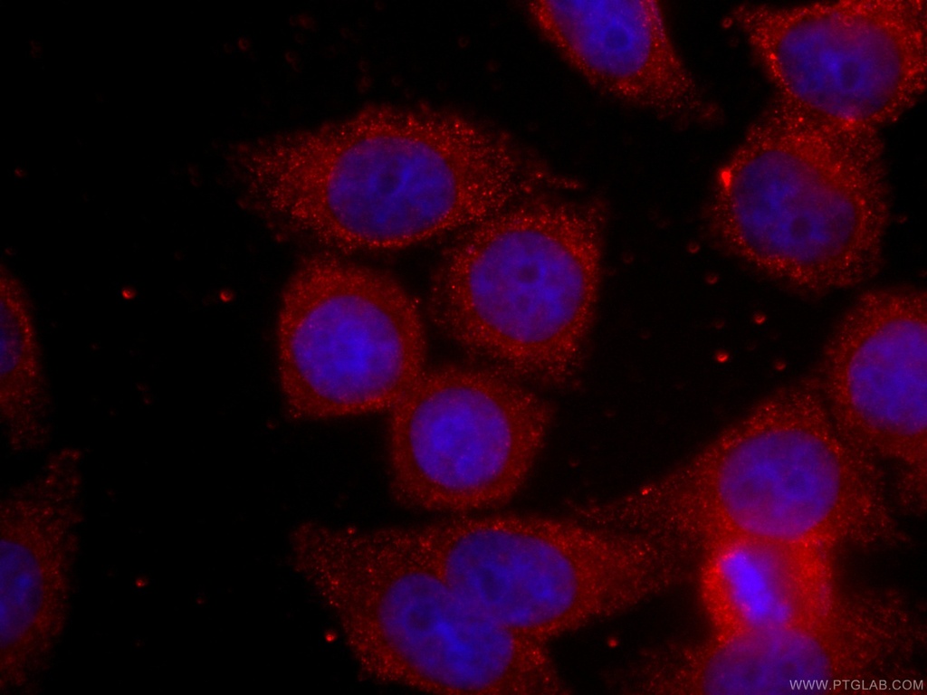 CoraLite®594-conjugated BCL2 Monoclonal antibody