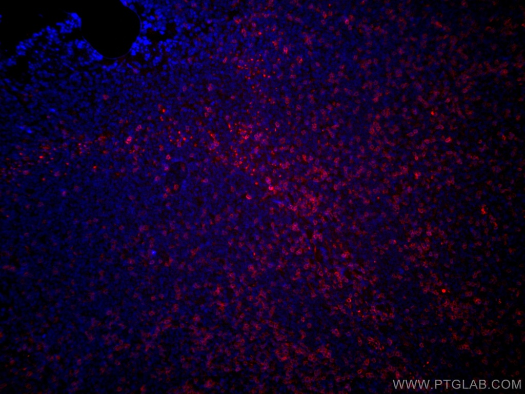CoraLite®594-conjugated CD3 Monoclonal antibody
