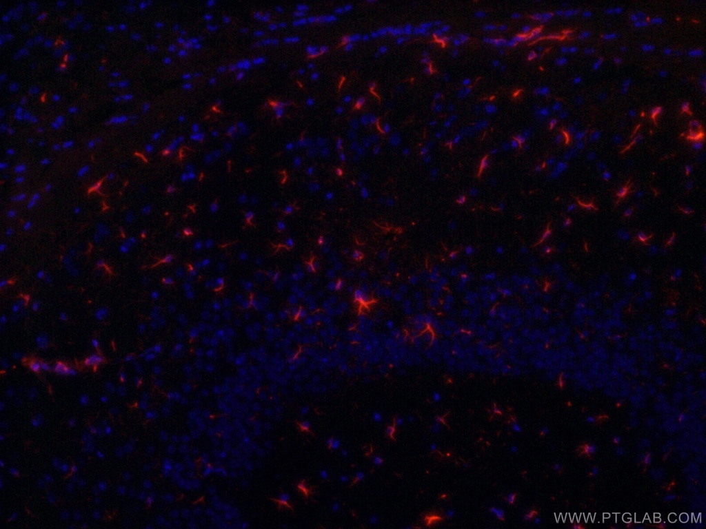 CoraLite®594-conjugated GFAP Monoclonal antibody