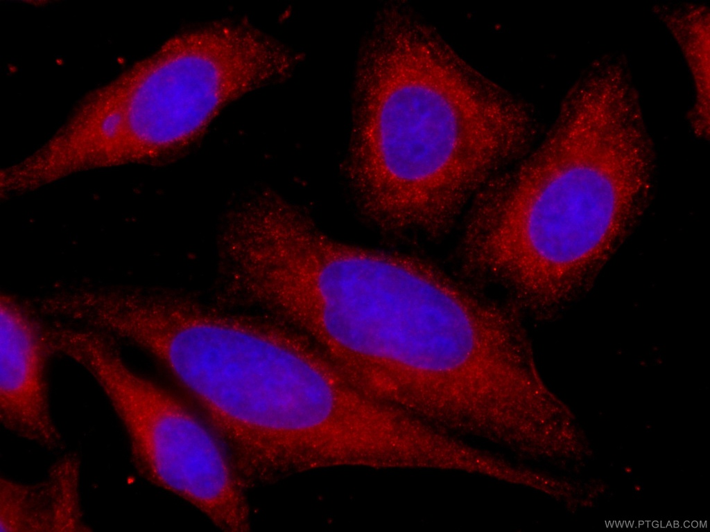 CoraLite®594-conjugated STAT3 Monoclonal antibody