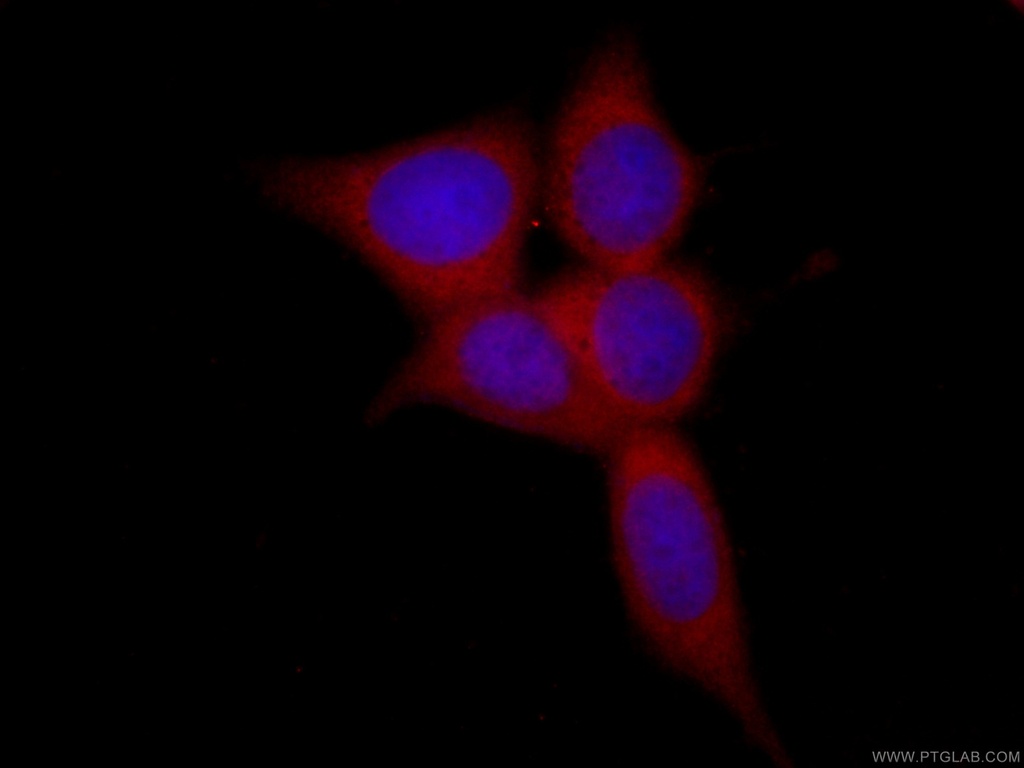 CoraLite®594-conjugated peroxiredoxin 2 Monoclonal antibody