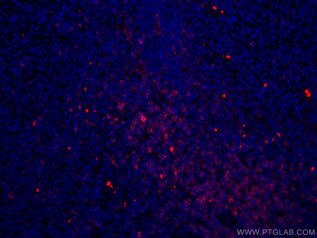 CoraLite®594-conjugated CD7 Monoclonal antibody